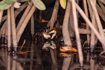 Eine Rote Winkerkrabbe frontal im Flachwasser zwischen Mangrovewurzeln