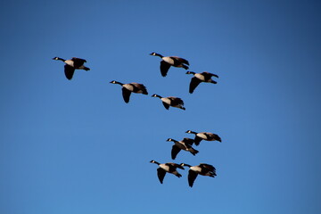 geese in flight