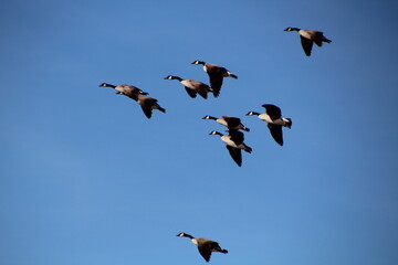 birds in flight