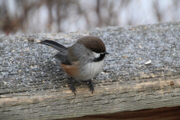 Boreal Chickadee