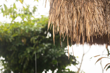 Close-up at hay roof of the hut or cottage during water rain is dropping. Relaxation abstract scene photo Partial focus on the edge of the roof surface. © Nattawit