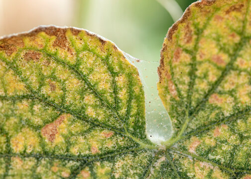 Visible cobweb, eggs, excrements and spider mites on yellow infected leaves of cucumber, selective photo.