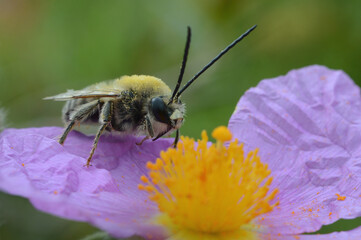Wild Bee Eucera Over Cistus flower