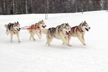 Four racing dogs in a team run on a snowy crust in a flattering area. 