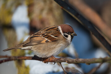 Close-up of a field sparrow sitting on a branch illuminated by the bright sun.