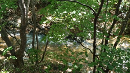 The valley water through the branches.