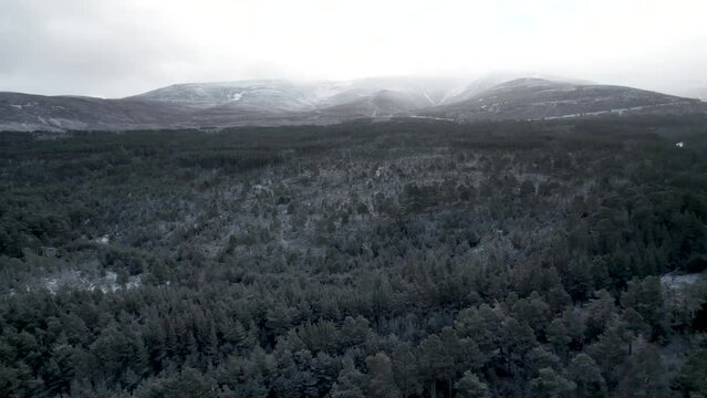Aerial drone footage slowly descending into the snow covered canopy of a Scots pine (Pinus sylvestris) forest against a backdrop of a mountain landscape at sunrise as snow falls in winter, Scotland