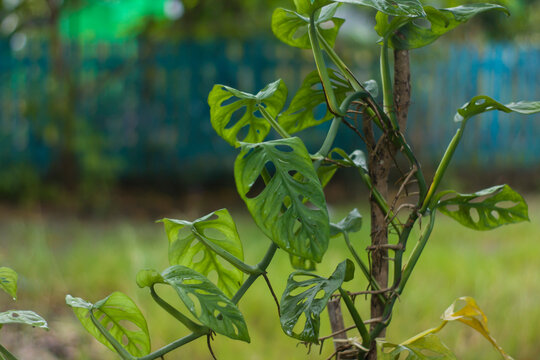 Monstera Acuminata, Monstera Adansonii, Monstera Obliqua are plants that are currently popular in Indonesia as Janda Bolong. Monstera in outdoor with blurred background. selective focus