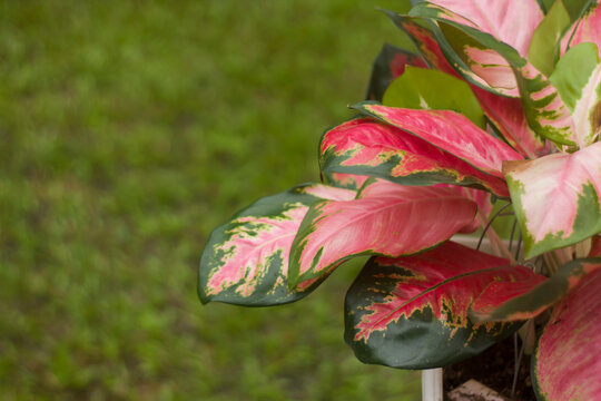 Close up Beauty of the Aglonema Suksom Jaipong with copy space for your text. Red Aglonema in blur background. aracea family. Selective Focus