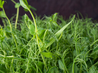 Microselen is an eco-friendly food supplement for proper nutrition