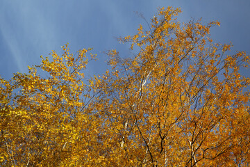 autumn landscape, leaf fall in the forest on a sunny day, birch tree, blurred