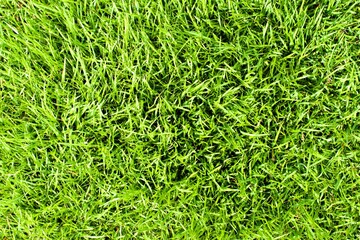green grass background