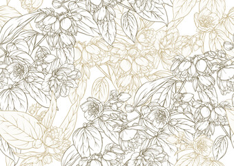 Jasmine Seamless pattern, background. Vector illustration. In botanical style on white background.