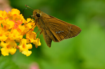 花の蜜を吸うチョウ　イチモンジセセリ