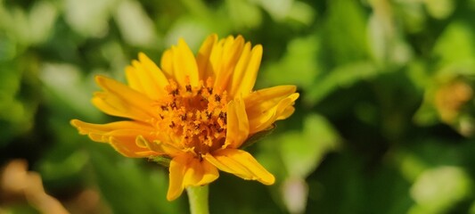 yellow flower