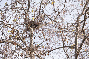 bird's nest among tree branches