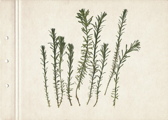 Vintage herbarium on an textured brown aged background. Composition of the grass on an old paper. Dry pressed herbs. Scan of dried plant.