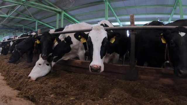 Cows on the farm.The concept of agriculture and animal husbandry