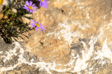 Purple chrysanthemums blooming by the rock