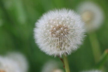 Obraz premium たんぽぽ