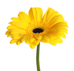 Beautiful yellow gerbera flower isolated on white