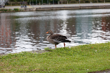 Egyptian goose on grass field near to the river