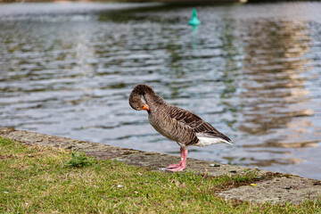 Egyptian goose on grass field near to the river
