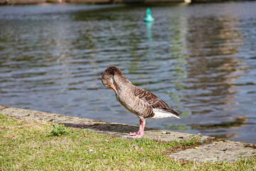 Egyptian goose on grass field near to the river