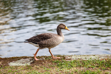 Egyptian goose on grass field near to the river