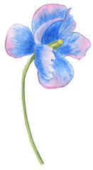 Blue Himalayan poppy watercolor. Hand drawn meadow flower illustration on isolated background. For postcards and invitations. Botanically drawn wild flower.