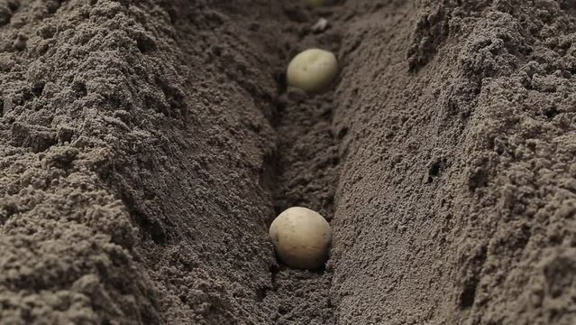 Planting potatoes in a furrow in the spring in the garden. Agriculture, close-up