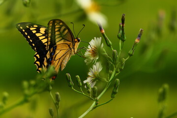 蝶々が蜜を吸う白い花
