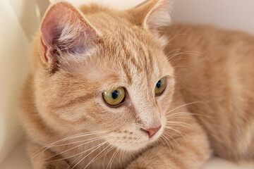 Fototapeta na wymiar light yellow tabby cat, kitten. isolated on a white background.