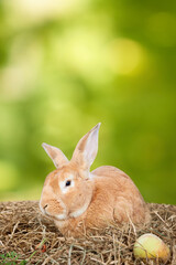 Red rabbit on dry hay with apple and carrot on green blurred background.