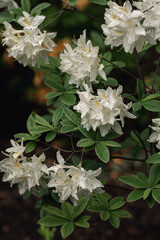 Fragrant white rhododendrons bloom in the botanical garden 
