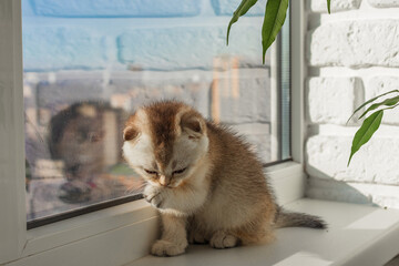 The kitten looks out the window and washes. A small playful fluffy white kitten on the windowsill.