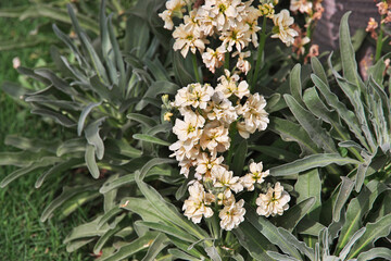 The small garden of Tooba Mosque in Karachi, Pakistan