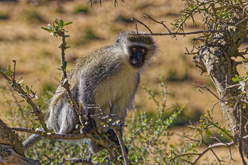 Adult Vervet monkey standing on branch