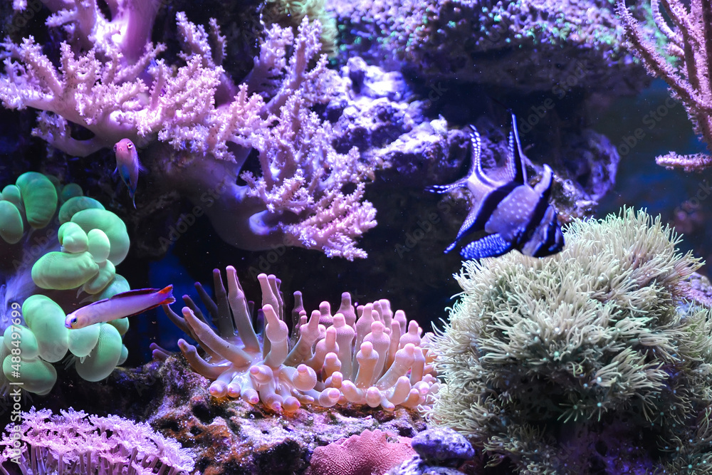 Wall mural Reef tank, marine aquarium. Blue aquarium full of fishes and plants. Tank filled with water for keeping live underwater animals. Gorgonaria, Clavularia. Zoanthus. Zebra apogon. Zebrasoma. Percula. - Wall murals