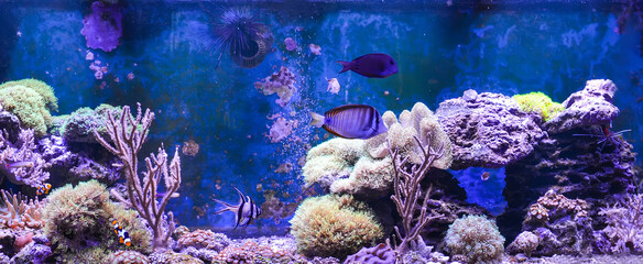 Plakat Reef tank, marine aquarium. Blue aquarium full of fishes and plants. Tank filled with water for keeping live underwater animals. Gorgonaria, Clavularia. Zoanthus. Zebra apogon. Zebrasoma. Percula.