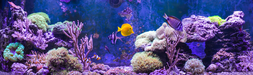 Reef tank, marine aquarium. Blue aquarium full of fishes and plants. Tank filled with water for keeping live underwater animals. Gorgonaria, Clavularia. Zoanthus. Zebra apogon. Zebrasoma. Percula.