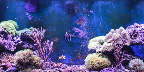 Obraz premium Reef tank, marine aquarium. Blue aquarium full of fishes and plants. Tank filled with water for keeping live underwater animals. Gorgonaria, Clavularia. Zoanthus. Zebra apogon. Zebrasoma. Percula.