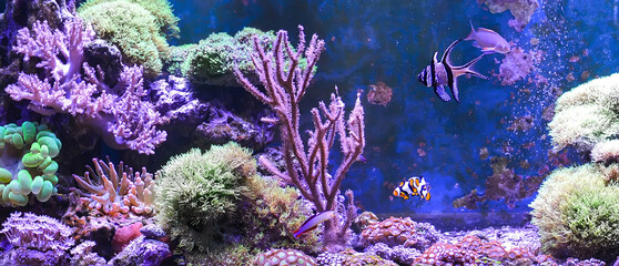 Reef tank, marine aquarium. Blue aquarium full of fishes and plants. Tank filled with water for keeping live underwater animals. Gorgonaria, Clavularia. Zoanthus. Zebra apogon. Zebrasoma. Percula.