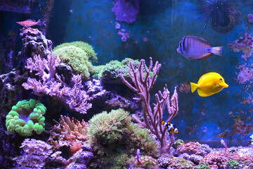 Plakat Reef tank, marine aquarium. Blue aquarium full of fishes and plants. Tank filled with water for keeping live underwater animals. Gorgonaria, Clavularia. Zoanthus. Zebra apogon. Zebrasoma. Percula.
