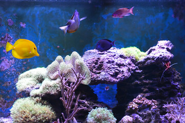 Reef tank, marine aquarium. Blue aquarium full of fishes and plants. Tank filled with water for keeping live underwater animals. Gorgonaria, Clavularia. Zoanthus. Zebra apogon. Zebrasoma. Percula.