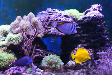 Reef tank, marine aquarium. Blue aquarium full of fishes and plants. Tank filled with water for...