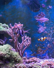Naklejka na ściany i meble Reef tank, marine aquarium. Blue aquarium full of fishes and plants. Tank filled with water for keeping live underwater animals. Gorgonaria, Clavularia. Zoanthus. Zebra apogon. Zebrasoma. Percula.