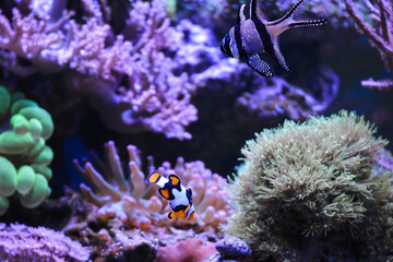 Fototapeta na wymiar Reef tank, marine aquarium. Blue aquarium full of fishes and plants. Tank filled with water for keeping live underwater animals. Gorgonaria, Clavularia. Zoanthus. Zebra apogon. Zebrasoma. Percula.