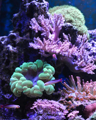 Obraz premium Reef tank, marine aquarium. Blue aquarium full of fishes and plants. Tank filled with water for keeping live underwater animals. Gorgonaria, Clavularia. Zoanthus. Zebra apogon. Zebrasoma. Percula.