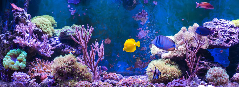 Reef tank, marine aquarium. Blue aquarium full of fishes and plants. Tank filled with water for keeping live underwater animals. Gorgonaria, Clavularia. Zoanthus. Zebra apogon. Zebrasoma. Percula.